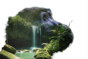 Photoshop - Gorille